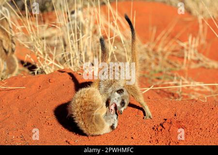 Suricate (Suricata suricatta), giovani che giocano al sole del mattino, comportamento sociale, Tswalu Game Reserve, Kalahari, Capo Settentrionale, Sudafrica, Africa Foto Stock