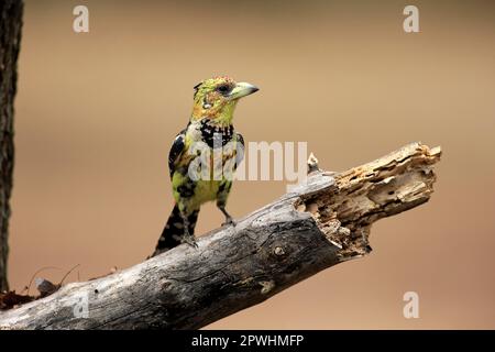 Crested Barbet (Trachyphonus vaillantii), adulto su ramo, Kruger Nationalpark, Sudafrica, Africa Foto Stock