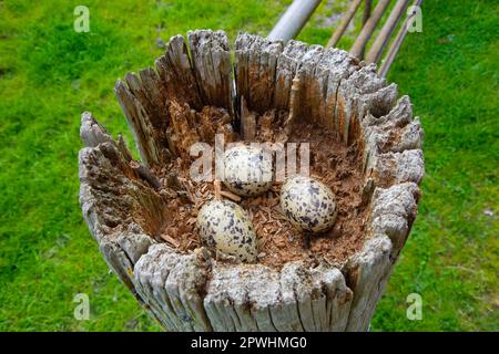 Nido di eostercatcher eurasiatico (Haematopus ostralegus) con tre uova, sul vecchio gatepost, Lancashire, Inghilterra, Regno Unito Foto Stock