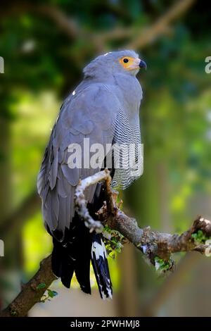 Harrier Hawk, Gymnogene, adulto su albero, Sudafrica, Africa (Polyboroides radiatus typus) Foto Stock