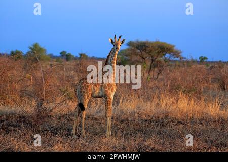 Capo Giraffe (Giraffa camelopardalis giraffa), giovane, Kruger Nationalpark, Sudafrica, Africa Foto Stock