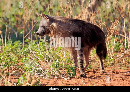 Iena marrone (Parahyena brunnea), adulto, Tswalu Game Reserve, Kalahari, Capo Settentrionale, Sudafrica Foto Stock