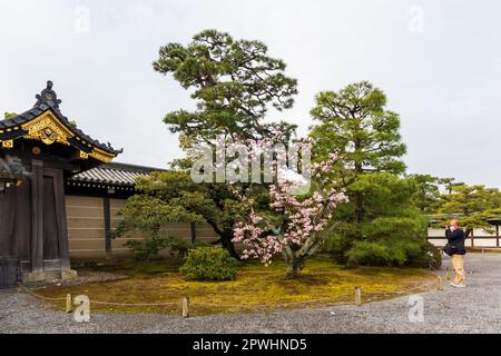 Kyoto, Giappone - 25 marzo 2023: Splendido giardino e Castello Nijo a Kyoto, Giappone Foto Stock