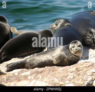 Guarnizione ad anello Baikal Foto Stock