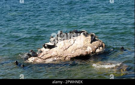 Guarnizione ad anello Baikal Foto Stock