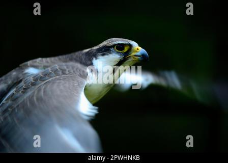 Trabaccolo Falcon Foto Stock