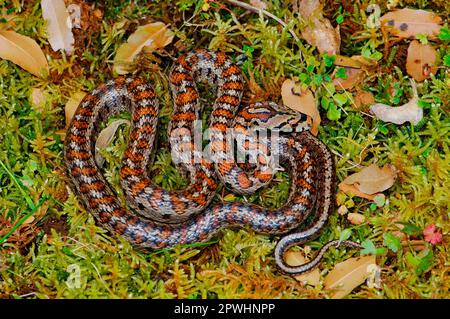 Serpente leopardo Foto Stock