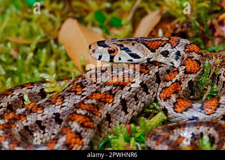 Serpente leopardo Foto Stock