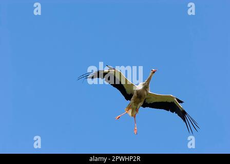 Cicogna bianca Foto Stock