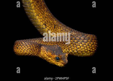 Usambara Bush viper Foto Stock