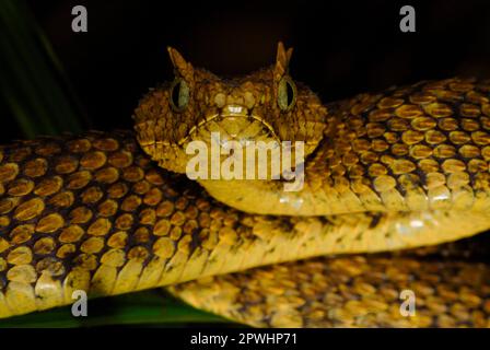Usambara Bush viper Foto Stock