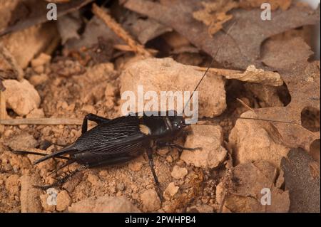 Cricket a due macchie Foto Stock