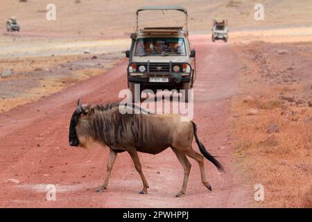 Blue wildebeest incrocio strada, Ngorongoro Crater, Tanzania Foto Stock