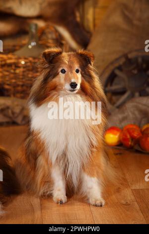 Sheltie, maschio, bianco, 12 anni Foto Stock