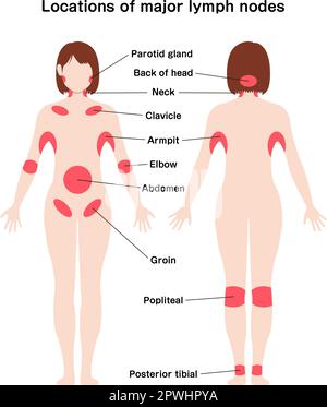 Illustrazione delle posizioni dei principali linfonodi vettoriali Illustrazione Vettoriale