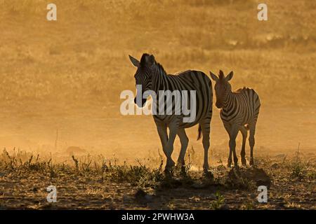 Zebre pianeggianti (Equus burchelli) in polvere all'alba, Parco Nazionale Etosha, Namibia Foto Stock