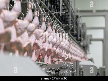 Pollo intero appeso al nastro trasportatore fuoco selettivo e sfondo sfocato in fabbrica. Foto Stock