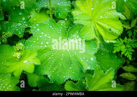 Immagine ravvicinata del fresco mantello verde di Ladys (Alchemilla vulgaris) foglie coperte da goccioline di rugiada Foto Stock