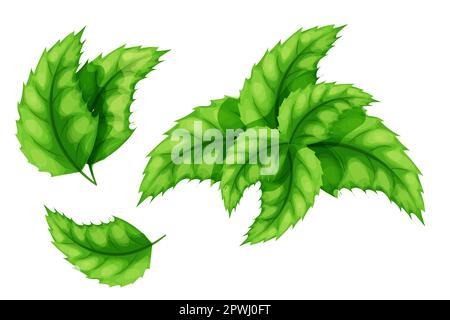 Impostare menta, foglie di menta piperita, mentolo erba in stile cartoon isolato su sfondo bianco. Illustrazione vettoriale Illustrazione Vettoriale