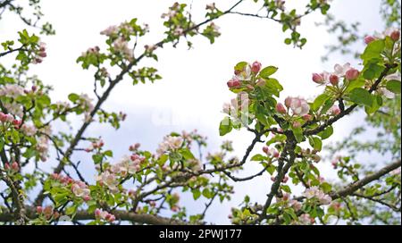 Frutteto di mele in fiore in primavera e cielo blu. Filtro retrò. Effetto Instagram. Ucraina, Europa. Mondo di bellezza. Foto Stock