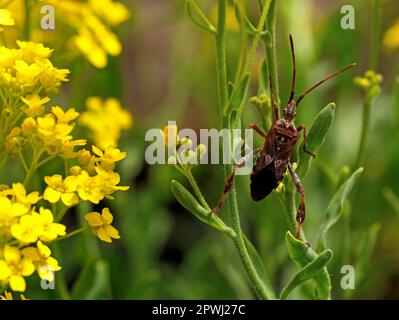 L'insetto di semi di conifere occidentale, Leptoglossus occidentalis tra fiori gialli primaverili Foto Stock