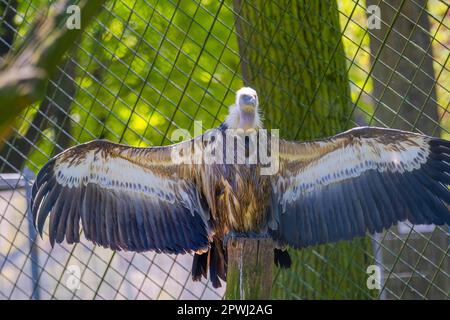 Griffon Vulture - Gyps fulvus, grande avvoltoio con testa bianca marrone in un ritratto dettagliato Foto Stock