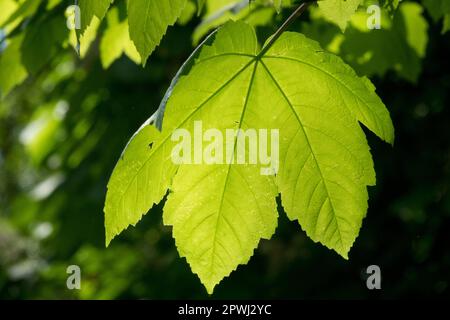 Sycamore acero, foglia, Acer pseudoplatanus, Primavera, Verde, Sfondo illuminato dal sole Foto Stock