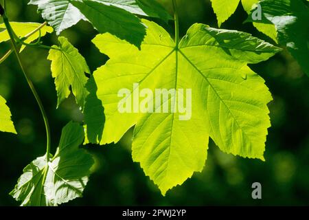 Acer pseudoplatanus Leaf Sunlit Sycamore Leaf Foto Stock