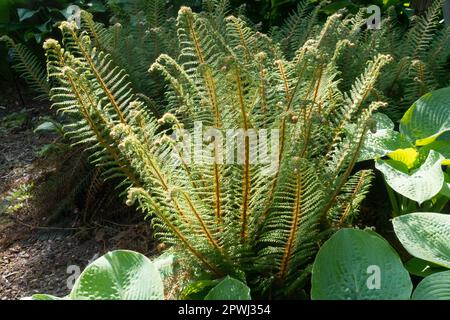 Felce Soft Shield, punto ombreggiato in polistichum setiferum "Plumosum Densum" in giardino Foto Stock