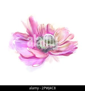 Acquerello isolato di anemone rosa. Primavera fiori delicati. Stampa floreale. Disegno del marcatore. Per composizione di nozze e compleanno. Biglietto d'auguri. Disegnato a mano Foto Stock