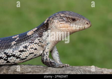 Lizard con lingua blu in fiore australiano Foto Stock