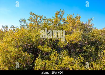 Alberi di mangrovie nel parco nazionale di Ras Mohammed, penisola del Sinai in Egitto Foto Stock