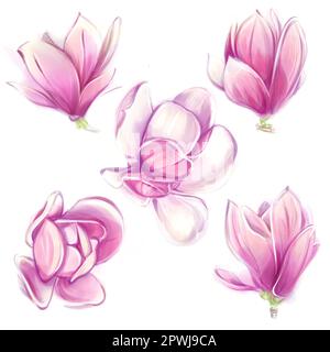 Magnolie acquerello. Set di fiori primaverili rosa. Clipart in stile romantico. Foto Stock