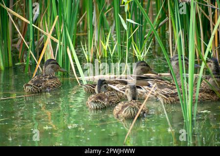 Gruppo di anatre selvatiche che nuotano in acqua tra le canne, giorno d'estate Foto Stock