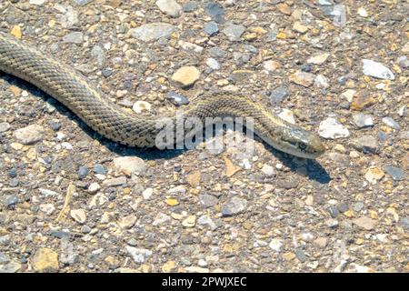 Vista laterale di un serpente di garter terrestre occidentale Thamnophis elegans una specie nordamericana occidentale del serpente di colubrid. Foto Stock