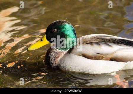 Maschio mallard Anas platyrhynchos. Lago Yamanako. Yamanakako. Prefettura di Yamanashi. Parco Nazionale Fuji-Hakone-Izu. Honshu. Giappone. Foto Stock