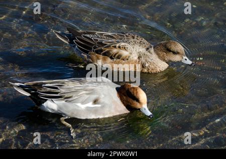 Coppia di wigeon eurasiatici Mareca penelope. Lago Yamanako. Yamanakako. Prefettura di Yamanashi. Parco Nazionale Fuji-Hakone-Izu. Honshu. Giappone. Foto Stock