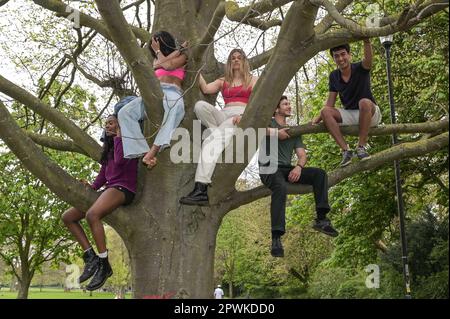 Jesus Green, Cambridge, 30th aprile 2023 - gli studenti dell'Università di Cambridge si siedono in un albero in un parco la domenica pomeriggio al sole della Bank Holiday per la festa annuale del beverage 'Caesarian Sunday'. I laureati della prestigiosa istituzione frollicked attraverso il pomeriggio in vestito di fantasia partecipando a giochi di bere su Jesus Green. La tradizione, nota anche come “C-Sunday”, attira migliaia di studenti poco prima di partecipare agli esami. La polizia era presente per tenere sotto controllo gli accademici. Credit: Ben Formby/Alamy Live News Foto Stock