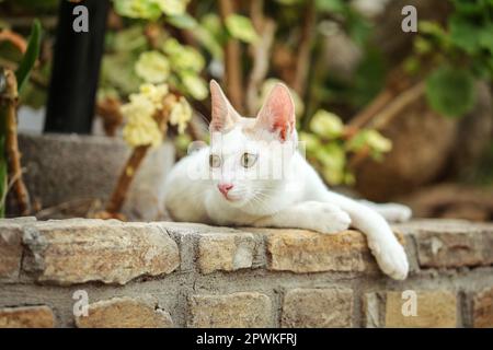 Bianco gatto randagio appoggiati sul cordolo di marciapiede in mattoni, giardino di alberi e foglie in background. Foto Stock