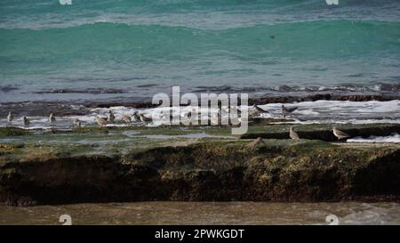 Un gruppo di Dunlin che si nutrono tra le maree Foto Stock