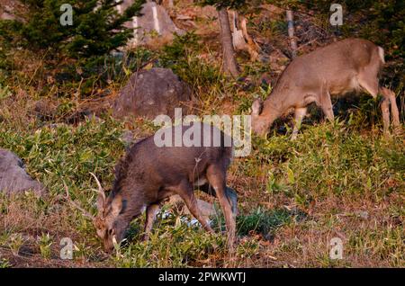 Coppia di cervi sika Cervus nippon yesoensis al pascolo. Parco Nazionale di Shiretoko. Penisola di Shiretoko. Hokkaido. Giappone. Foto Stock