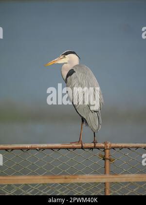 Gli aironi faranno uso delle strutture fatte dall'uomo per riposare ed osservare il loro ambiente. Foto Stock