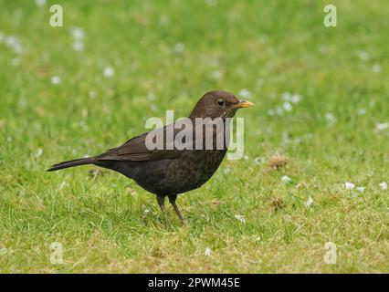 Uccello nero femmina nel mio giardino a caccia del prato per il cibo. Foto Stock