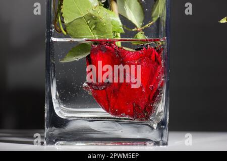 concetto creativo capovolto - rosa rossa con testa in un vaso di fiori con vere ombre Foto Stock