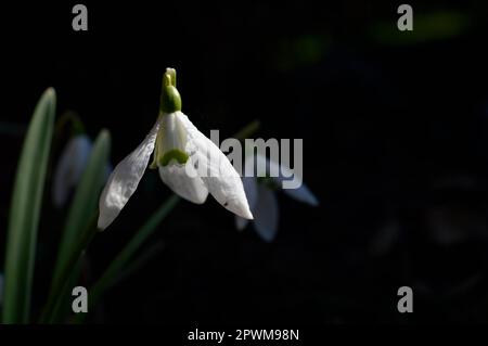 Snowdrop o racchette da neve comune (Galanthus nivalis) fiore in ntaure primo piano testa di fiore, bianco primo fiore di girata Foto Stock