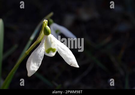 Snowdrop o racchette da neve comune (Galanthus nivalis) fiore in ntaure primo piano testa di fiore, bianco primo fiore di girata Foto Stock