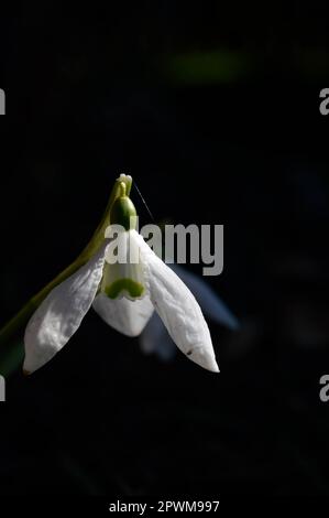 Snowdrop o racchette da neve comune (Galanthus nivalis) fiore in ntaure primo piano testa di fiore, bianco primo fiore di girata Foto Stock