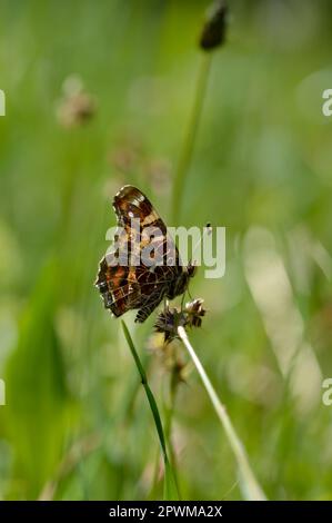 La mappa (Araschnia levana) è una farfalla della famiglia Nymphalidae, farfalla marrone e arancione, primo piano. Foto Stock