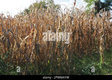 Granturco da zucchero, granturco Zea può, pianta erbacea coltivata annualmente, l'unico rappresentante coltivato del genere granturco Zea della famiglia dei cereali delle Poaceae Foto Stock