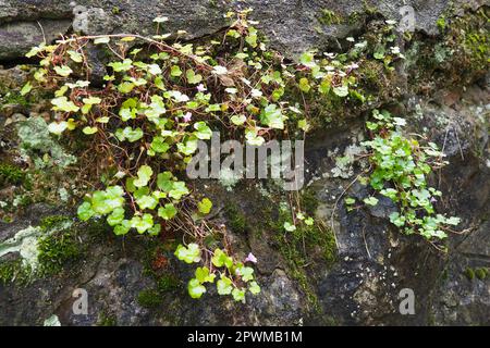 Cymbalaria cymbalum è un genere di piante erbacee della famiglia Plantaginaceae, comune nel Mediterraneo. Cymbalaria saxifrage cresciuto sopra Foto Stock